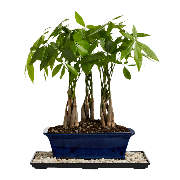 Three Money Tree Dish