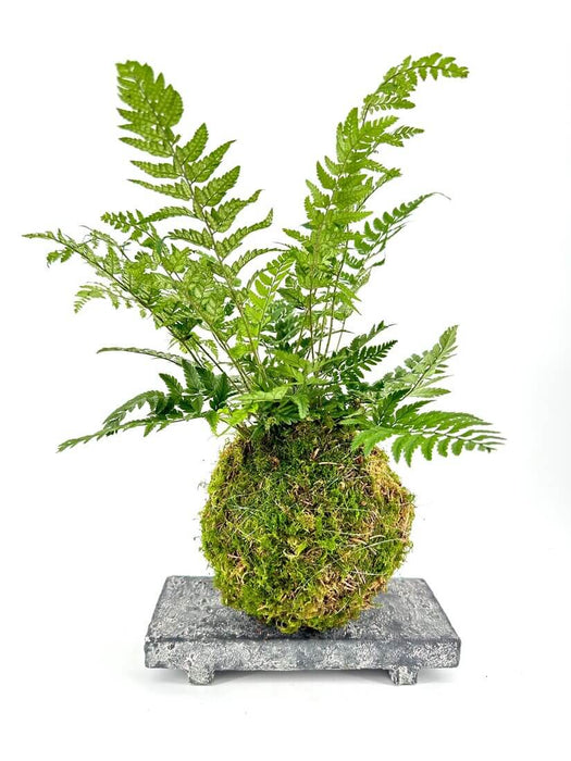Fern Kokedama