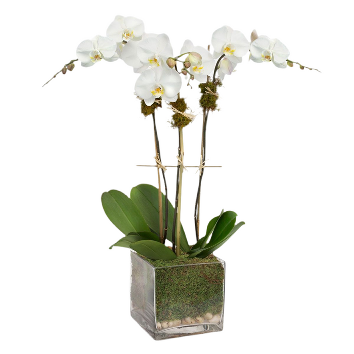 3 Stem Square Orchid