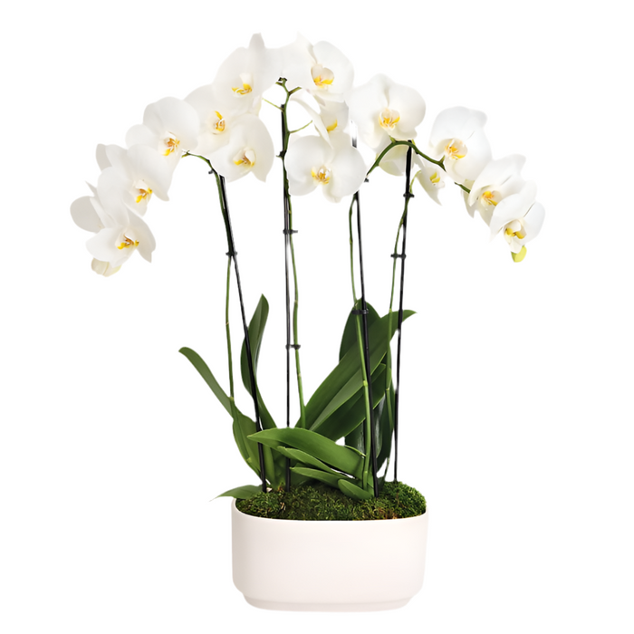 Four Stem Orchid Garden