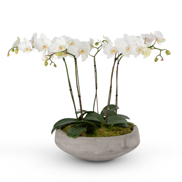 Orchid Potted Garden