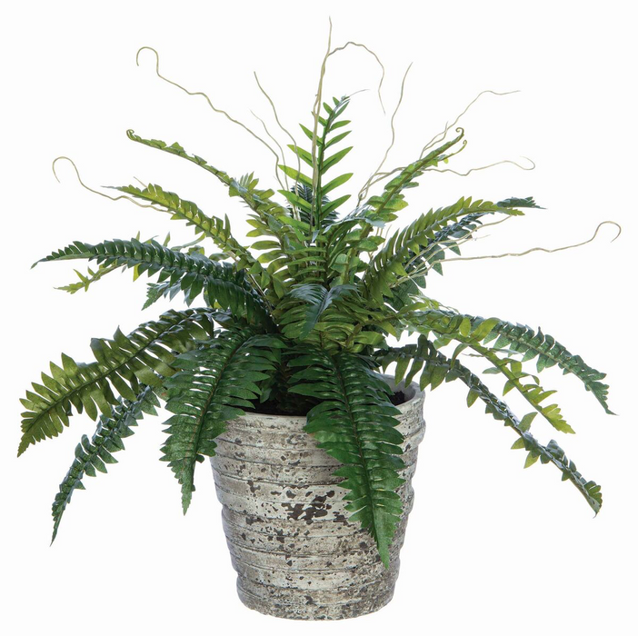 Potted Fern