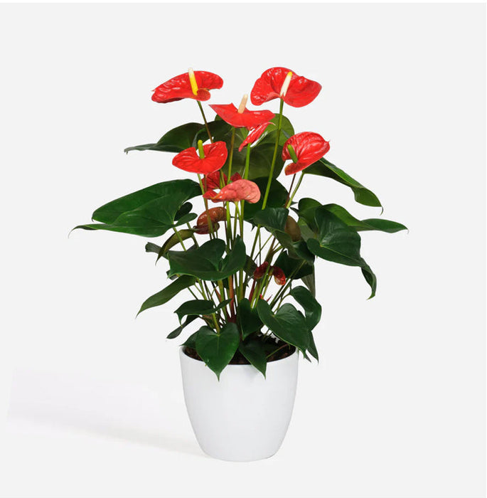 Anthurium Plant