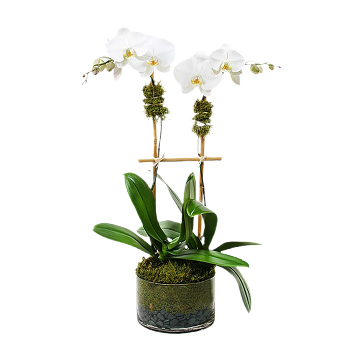 Double Stem Orchid