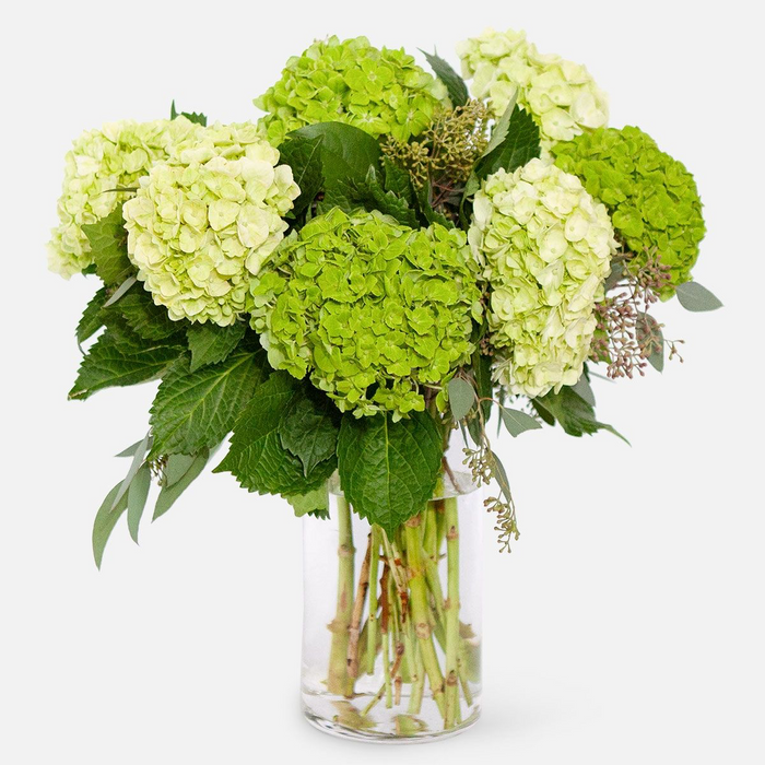 Mixed Green Hydrangeas